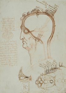 Anatomiestudien af Leonardo da Vinci