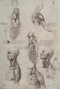 Anatomiestudien af Leonardo da Vinci