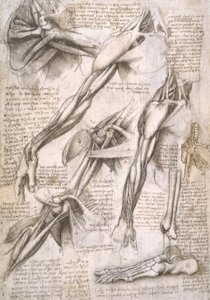 Anatomiestudien af Leonardo da Vinci