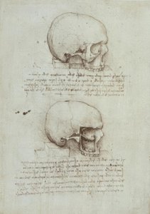 Anatomiestudien af Leonardo da Vinci