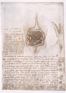 Anatomiestudien af Leonardo da Vinci