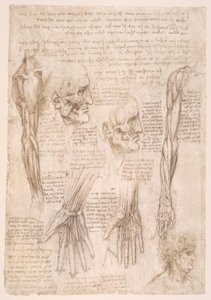 Anatomiestudien af Leonardo da Vinci