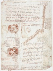 Anatomistudier: Bevægelse af albueleddet/fosteret i livmoderen af Leonardo da Vinci