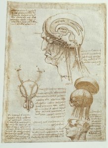 Anatomi undersøgelser: hjerne, ventrikler og kranienerver / han af Leonardo da Vinci