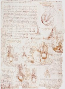 Anatomi undersøgelser: navlestreng / foster ... af Leonardo da Vinci