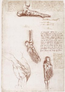 Anatomistudier: Overfladeanatomi af skulderen / fodens knogler af Leonardo da Vinci