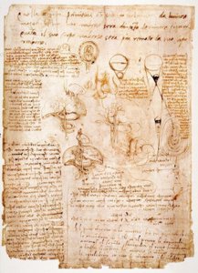 Anatomiundersøgelser: Organer i maven... af Leonardo da Vinci
