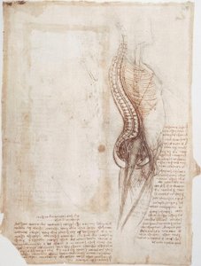 Anatomistudier: Rygsøjle ... af Leonardo da Vinci
