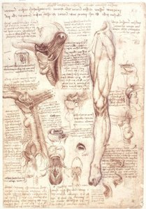 Anatomiundersøgelser: tunge, svælg, strubehoved og spiserør af Leonardo da Vinci