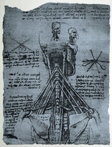 Knoglestruktur af den menneskelige nakke og skulder, faksimilekopi af Leonardo da Vinci