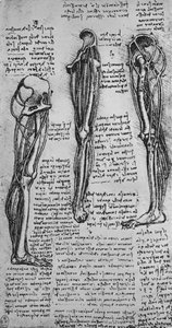 Tegninger af et venstre ben, der viser knogler og sener, c1480 1945 af Leonardo da Vinci