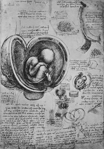 Tegninger af et embryo i livmoderen, c1480 1945 af Leonardo da Vinci