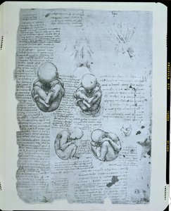 Fem visninger af et foster i livmoderen, faksimilekopi af Leonardo da Vinci