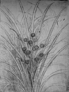 Flower Rushes, c1480 1945 af Leonardo da Vinci