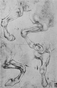 Fire undersøgelser af hesteben, c1480 1945 af Leonardo da Vinci