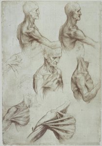 Leonardo / nakke- og skuldermuskler / f. 136v af Leonardo da Vinci