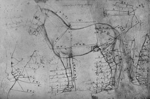 Målt tegning af en hest i profil til venstre, c1480 1945 af Leonardo da Vinci