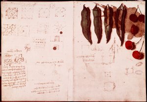 Noter og skitser af botanik og geometri. Tegning på dobbeltsidet manuskript af Leonardo da Vinci (Leonardo da Vinci) (1452-1519) af Leonardo da Vinci