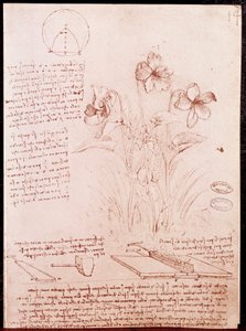 Noter og skitser af botanik og geometri: narcissus. Tegning på dobbeltsidet manuskript af Leonardo da Vinci (Leonardo da Vinci) (1452-1519) af Leonardo da Vinci