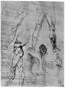 Studier i komparativ anatomi, 1506-1507 1954 af Leonardo da Vinci