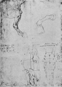 Studier af hestes forben og målte tegninger af hestehoveder, c1480 1945 af Leonardo da Vinci