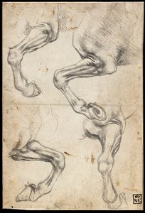 Studier af hestens ben af Leonardo da Vinci