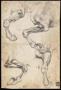 Studier af Hesteben af Leonardo da Vinci