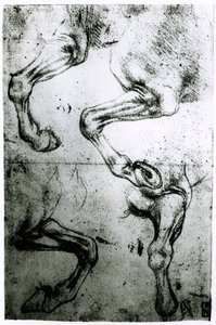 Studier af hestes ben (pen og blæk på papir) af Leonardo da Vinci