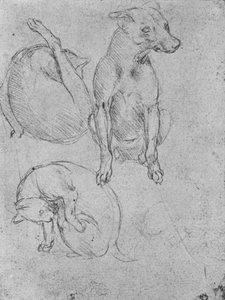 Studier af en hund og en kat, c1480 1945 af Leonardo da Vinci