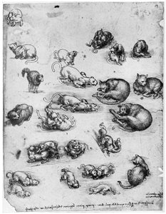 Studier af katte, 1513-1515 1954 af Leonardo da Vinci