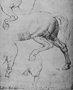 Studier af bagparten og af en hests bagben, c1480 1945 af Leonardo da Vinci