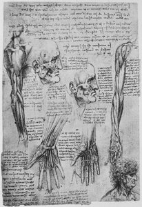 Studier af musklerne i ansigtet og armen, c1480 1945 af Leonardo da Vinci