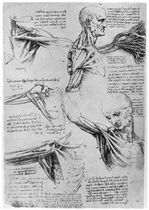 Studie af skulderled, 1510-1511 1954 af Leonardo da Vinci