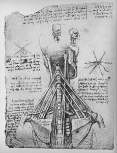 Studie af bagsiden af et skelet, viser nakkens sener, c1480 1945 af Leonardo da Vinci