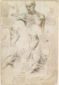Skulderens og halsens overfladiske anatomi (recto) af Leonardo da Vinci