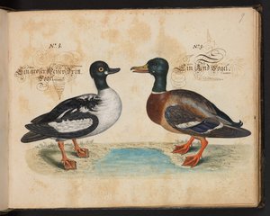 "En nøjagtig naturlig beskrivelse og afgrænsning af vandfuglene, fiskene, firfodede dyr, insekter og orme, som findes i vandet ved Strassburg [Strasbourg], som jeg selv skød og håndterede. Leonard Baldner, fisker og borger i Strassburg ", c