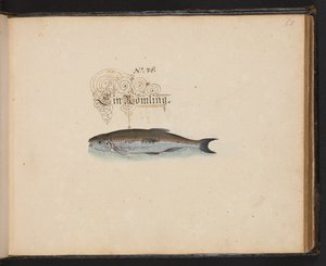 "En nøjagtig naturlig beskrivelse og afgrænsning af vandfuglene, fiskene, firfodede dyr, insekter og orme, som findes i vandet ved Strassburg [Strasbourg], som jeg selv skød og håndterede. Leonard Baldner, fisker og borger i Strassburg ", c