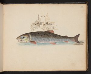 "En nøjagtig naturlig beskrivelse og afgrænsning af vandfuglene, fiskene, firfodede dyr, insekter og orme, som findes i vandet ved Strassburg [Strasbourg], som jeg selv skød og håndterede. Leonard Baldner, fisker og borger i Strassburg ", c