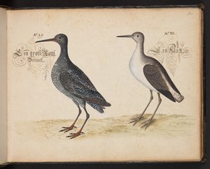 "En nøjagtig naturlig beskrivelse og afgrænsning af vandfuglene, fiskene, firfodede dyr, insekter og orme, som findes i vandet ved Strassburg [Strasbourg], som jeg selv skød og håndterede. Leonard Baldner, fisker og borger i Strassburg ", c