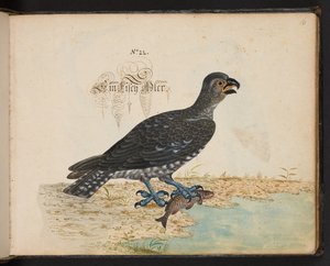 "En nøjagtig naturlig beskrivelse og afgrænsning af vandfuglene, fiskene, firfodede dyr, insekter og orme, som findes i vandet ved Strassburg [Strasbourg], som jeg selv skød og håndterede. Leonard Baldner, fisker og borger i Strassburg ", c