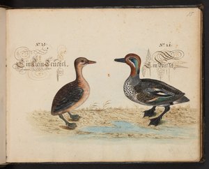 "En nøjagtig naturlig beskrivelse og afgrænsning af vandfuglene, fiskene, firfodede dyr, insekter og orme, som findes i vandet ved Strassburg [Strasbourg], som jeg selv skød og håndterede. Leonard Baldner, fisker og borger i Strassburg ", c