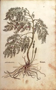 Asparges (Asparagus officinalis) af Leonhart Fuchs fra De historia stirpium commentarii insignes (Notable Commentaries on the History of Plants) farvet gravering af Leonhard Fuchs