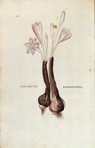Autumn Crocus (Autumn Colchicum) af Leonhart Fuchs fra De historia stirpium commentarii insignes (Bemærkelsesværdige kommentarer til planternes historie), farvet gravering af Leonhard Fuchs