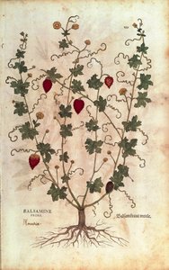Balsamæble (Momordica balsamina) af Leonhart Fuchs fra De historia stirpium commentarii insignes (Notable Commentarars on the History of Plants), farvet gravering af Leonhard Fuchs