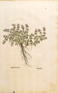Breckland eller vild timian (Thymus serpyllum), farvet gravering af Leonhart Fuchs af Leonhard Fuchs