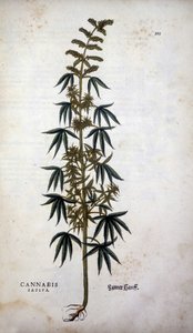 Cannabis Sativa (dyrkning af hamp) - i ""The History of the Lineage of the Insignia Commentary"" af Leonhart Fuchs