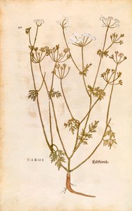 Kommen - Carum carvi (Caros) af Leonhart Fuchs fra De historia stirpium commentarii insignes (Notable Commentaries on the History of Plants) farvet gravering af Leonhard Fuchs