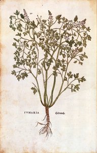Almindelig rygning (Fumaria officinalis)