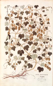 Almindelig humle - Humulus lupulus (Lupus salictarius) af Leonhart Fuchs fra De historia stirpium commentarii insignes (Notable Commentaries on the History of Plants) farvet gravering