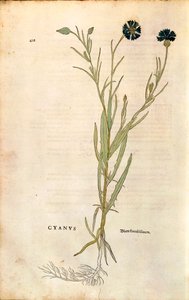 Kornblomst (Centaurea cyanus) af Leonhart Fuchs fra De historia stirpium commentarii insignes (Notable Commentarars on the History of Plants), farvet gravering af Leonhard Fuchs